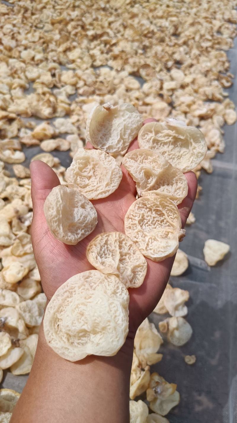 羊肚耳，沙耳，珍珠菌羊肚耳干货，羊肚耳椴木羊肚耳沙耳