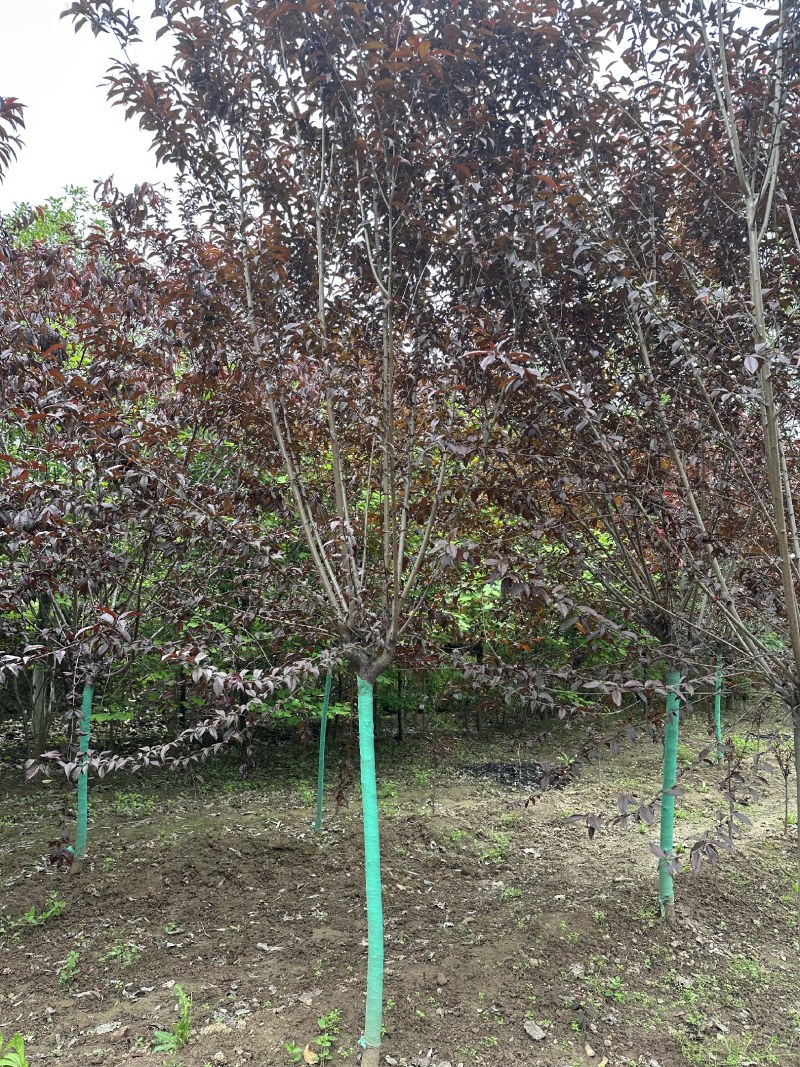 红叶碧桃