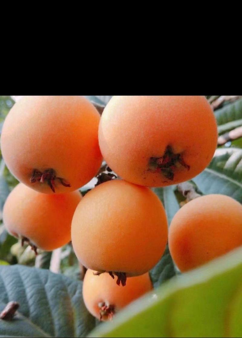枇杷