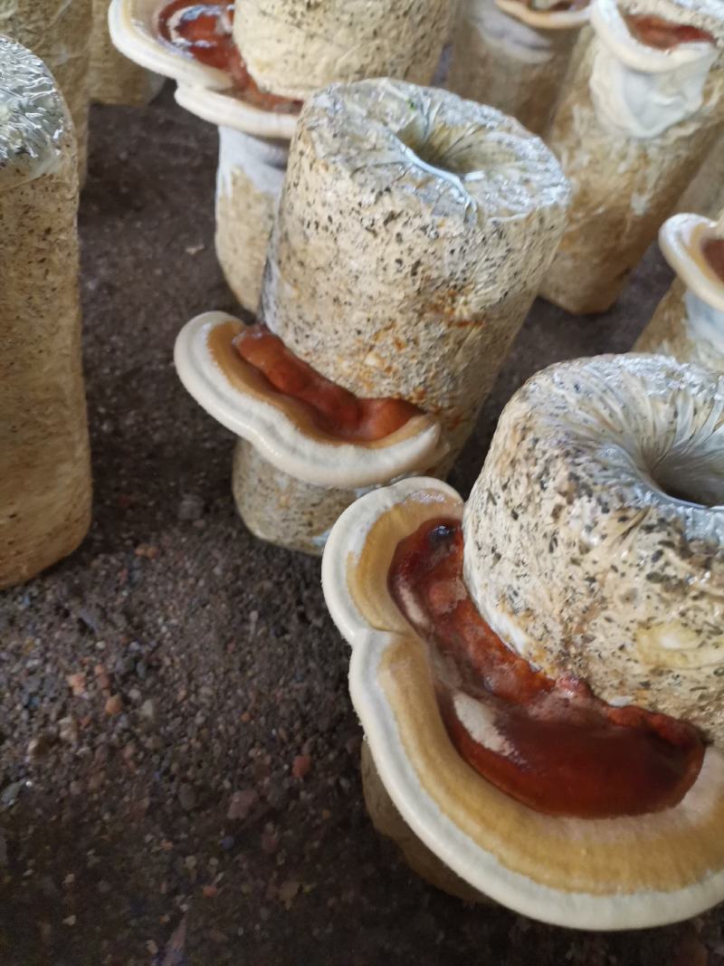 原产地河北石家槐耳菌种批发，全国发货，可议价，视频看货