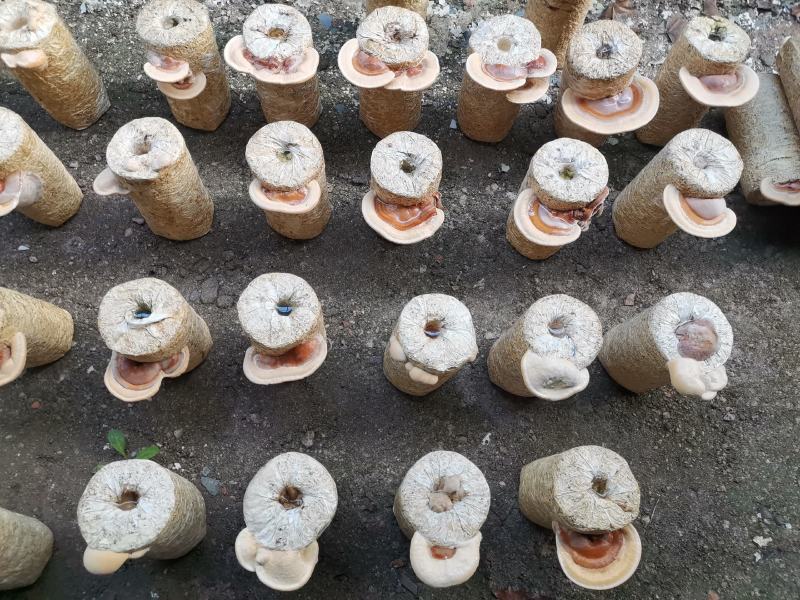 原产地河北石家槐耳菌种批发，全国发货，可议价，视频看货