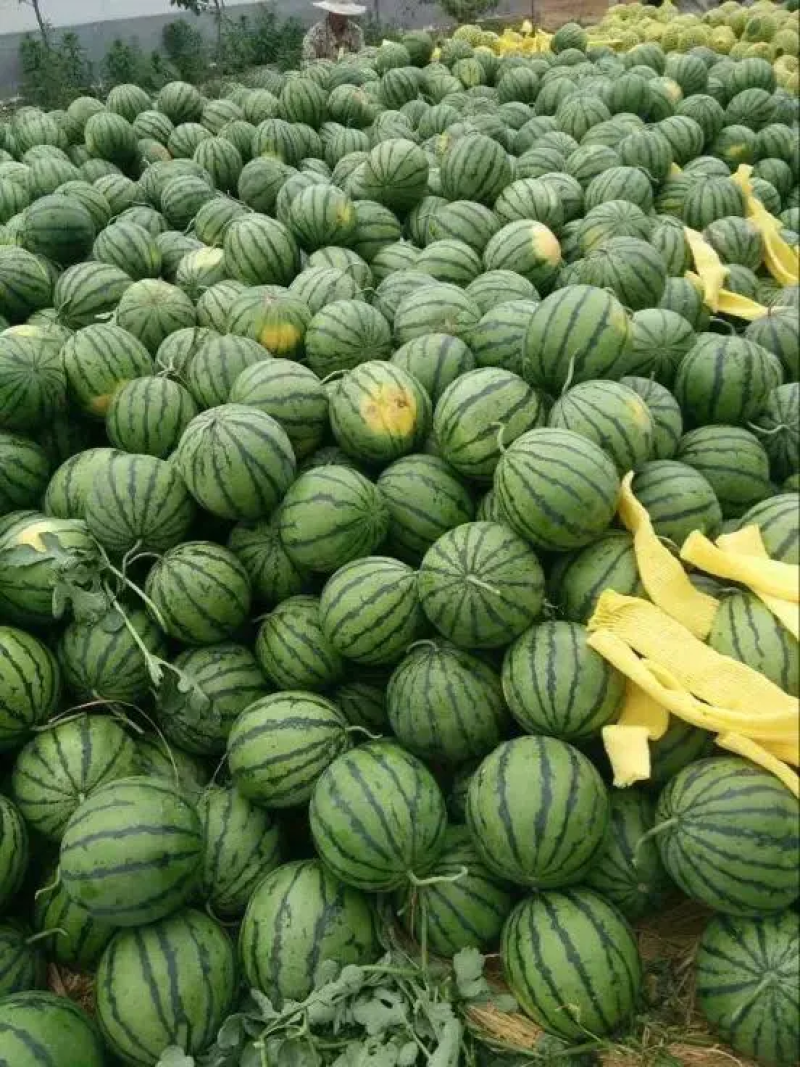 山东西瓜精品甜王西瓜大量上市产地直供糖度高口感好