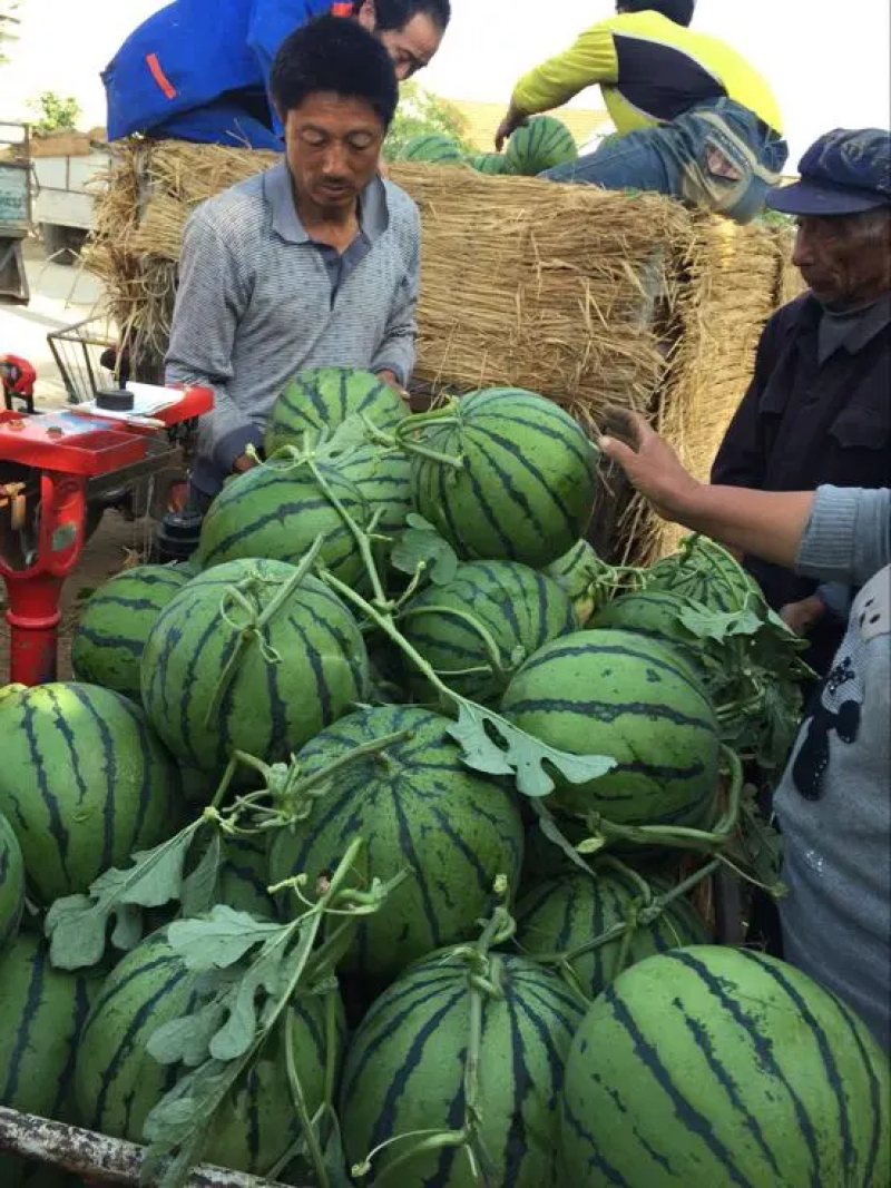 山东西瓜精品甜王西瓜大量上市产地直供糖度高口感好