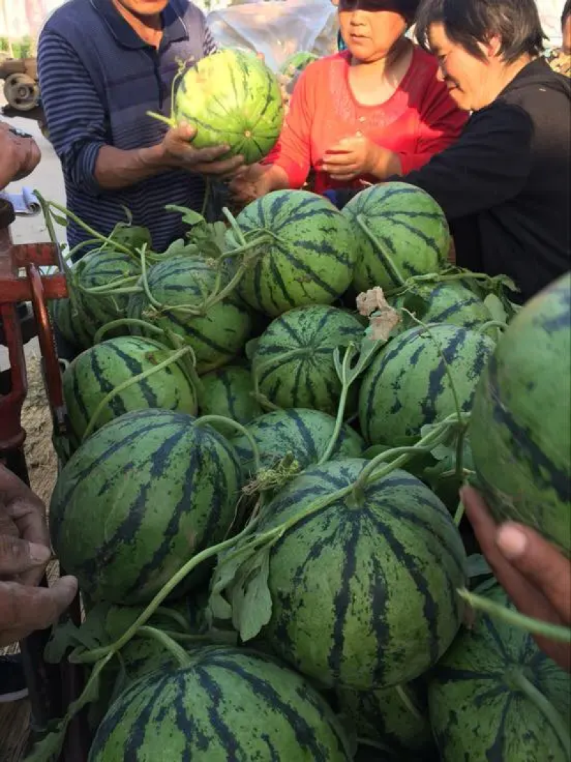 山东西瓜精品甜王西瓜大量上市产地直供糖度高口感好