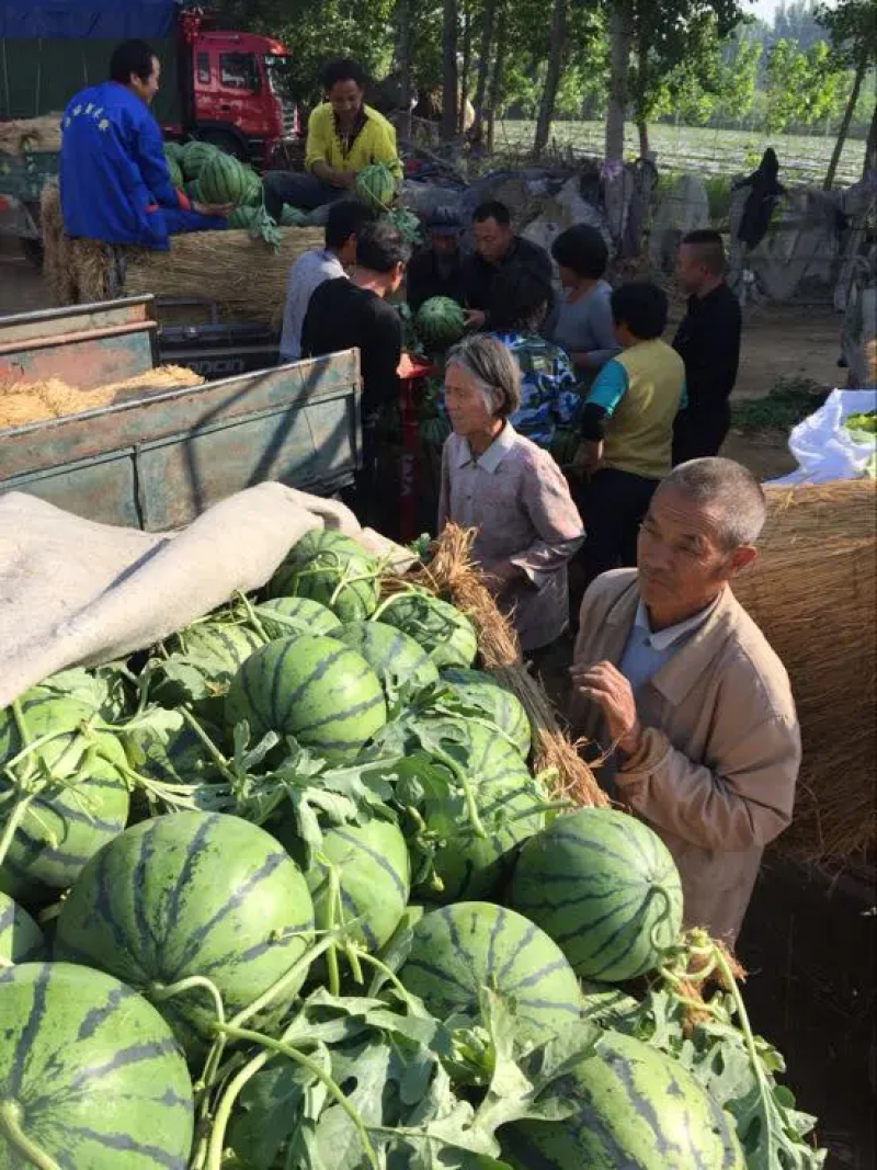 山东西瓜精品甜王西瓜大量上市产地直供糖度高口感好