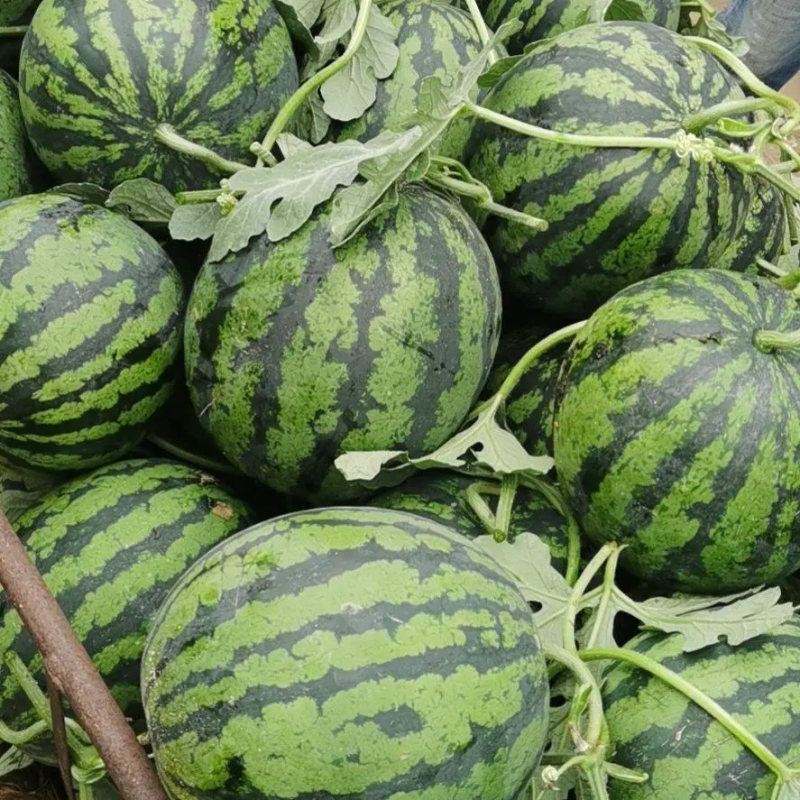 山东西瓜精品甜王西瓜大量上市产地直供糖度高口感好