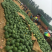 山东西瓜精品甜王西瓜大量上市产地直供糖度高口感好