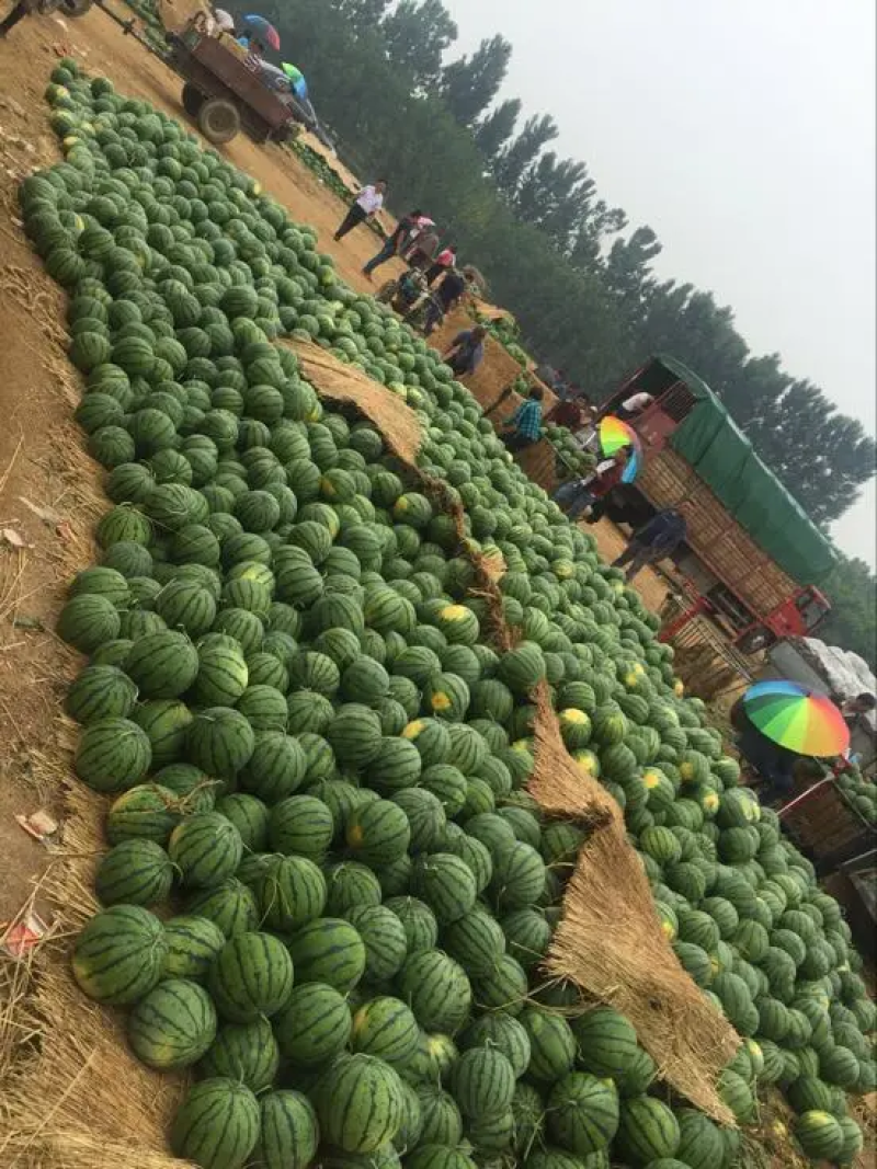 山东西瓜精品甜王西瓜大量上市产地直供糖度高口感好