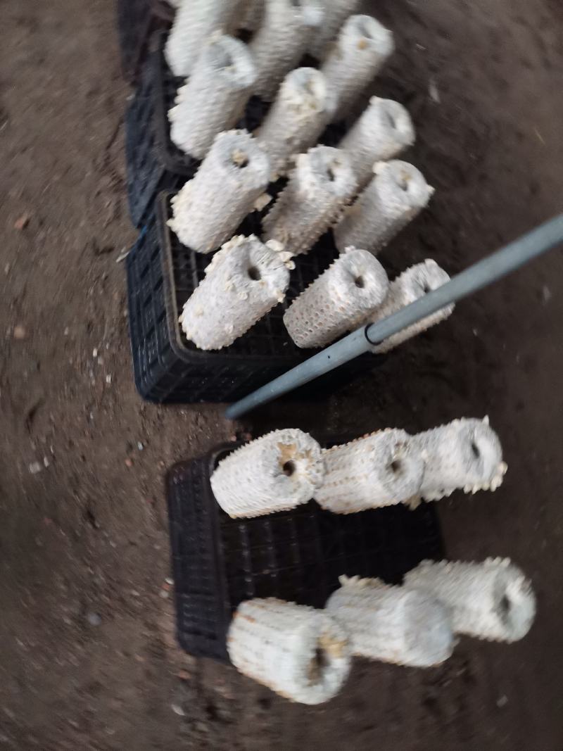 菌包菌棒订制，白玉木耳菌棒预订，可议价保质保量发满菌发货