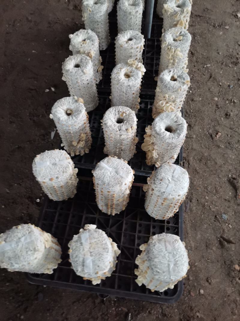 菌包菌棒订制，白玉木耳菌棒预订，可议价保质保量发满菌发货