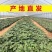 【热卖推荐】山东本地龙九高剪龙薯苗红薯苗全国走货欢迎联系