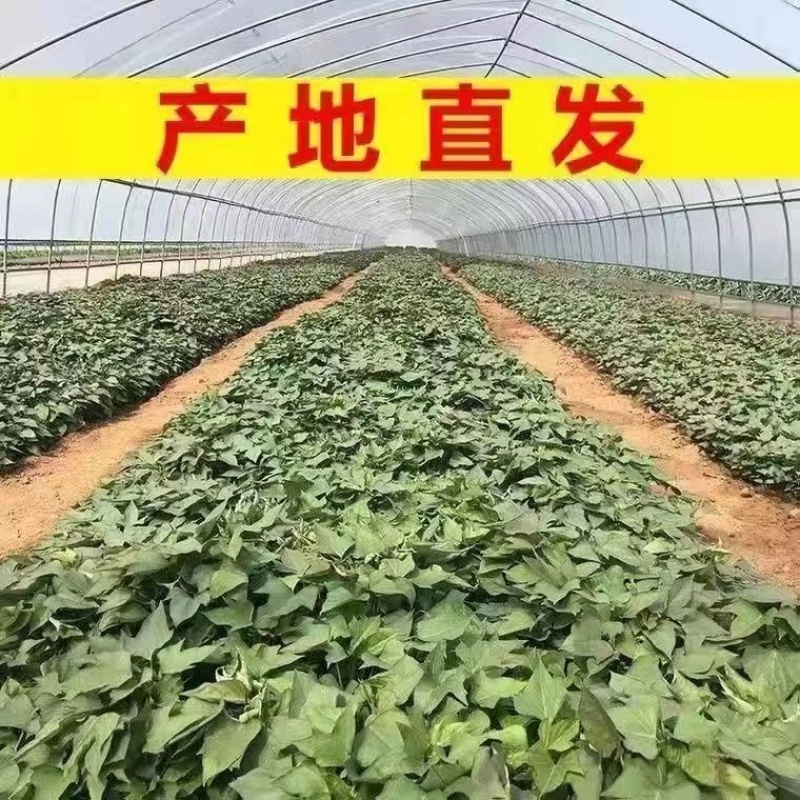 【热卖推荐】山东本地龙九高剪龙薯苗红薯苗全国走货欢迎联系