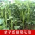 【热卖推荐】山东本地龙九高剪龙薯苗红薯苗全国走货欢迎联系
