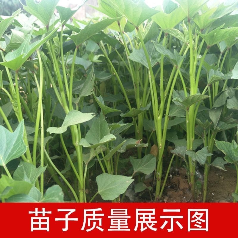 【热卖推荐】山东本地龙九高剪龙薯苗红薯苗全国走货欢迎联系