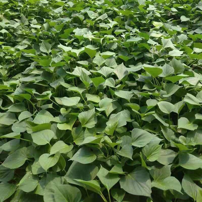 【热卖推荐】山东本地龙九高剪龙薯苗红薯苗全国走货欢迎联系
