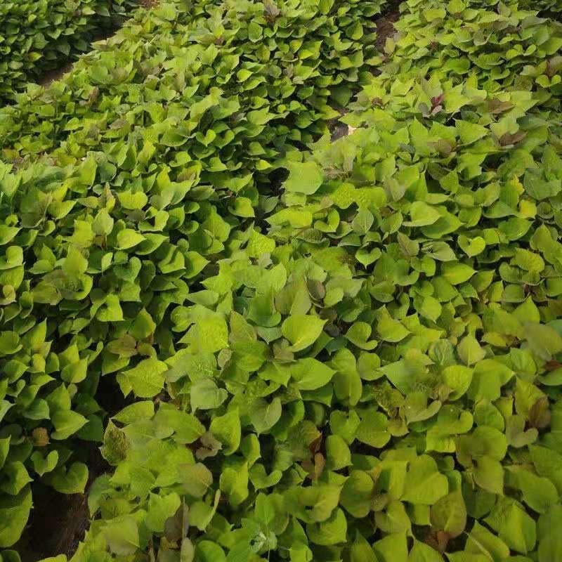 【热卖推荐】山东本地龙九高剪龙薯苗红薯苗全国走货欢迎联系