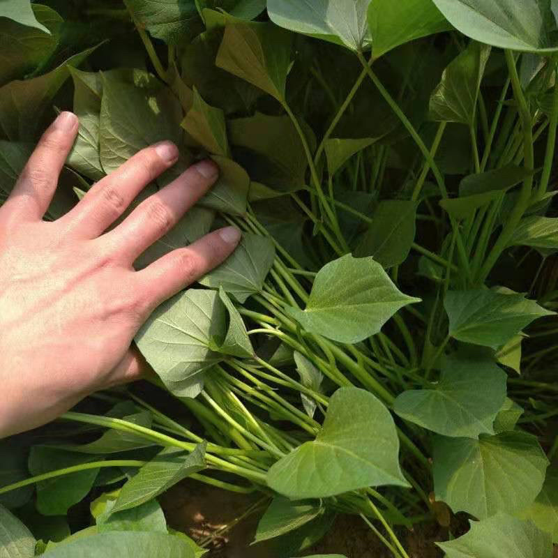 【热卖推荐】山东本地龙九高剪龙薯苗红薯苗全国走货欢迎联系