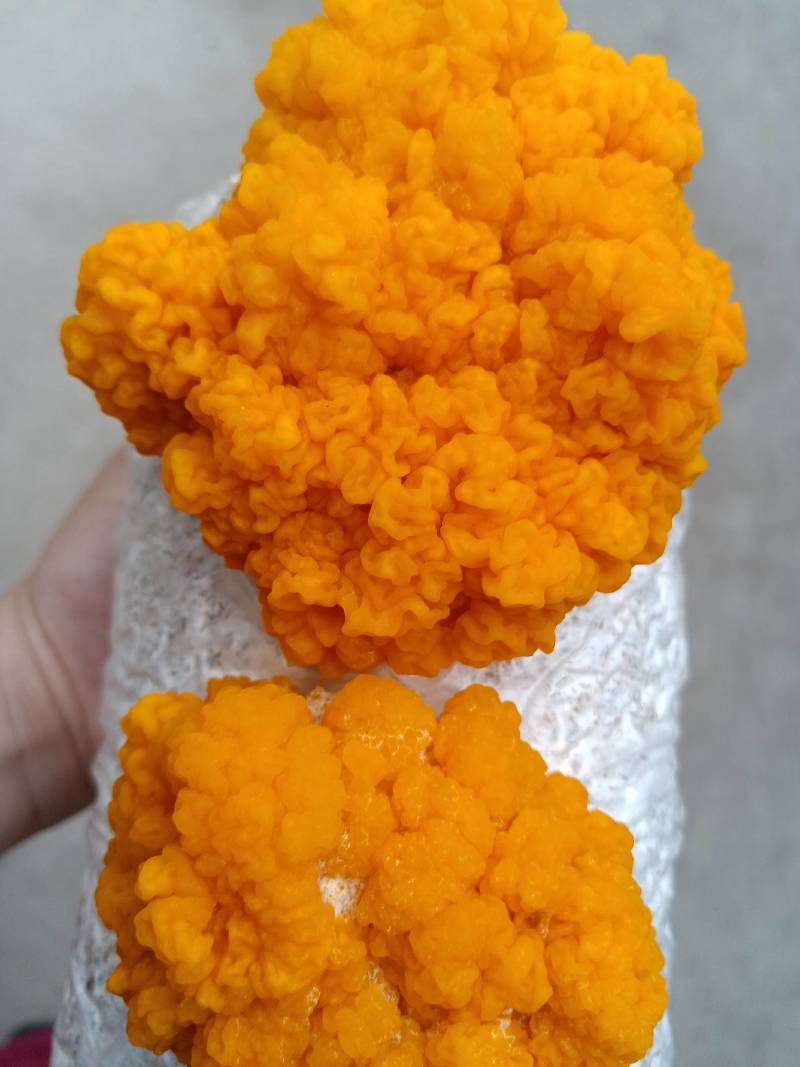 干金耳和新鲜