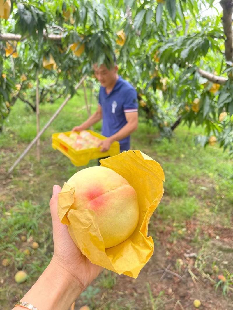 阳山水蜜桃无锡水蜜桃大量优惠电商平台社区团购对接批发