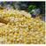 东北黄糯玉米糁粘玉米碴子黏玉米渣