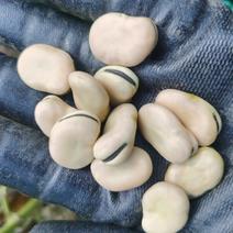 楚雄本地蚕豆干蚕豆800粒白皮黑芽，大量批发，价格随行。