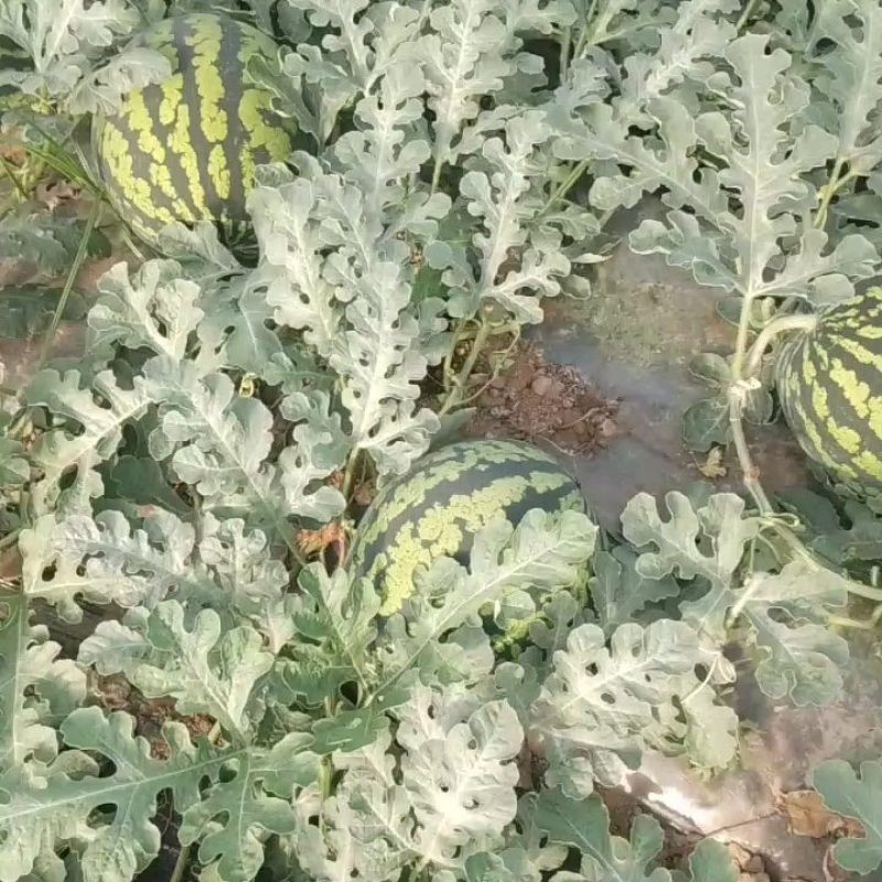 陕西蒲城甜王