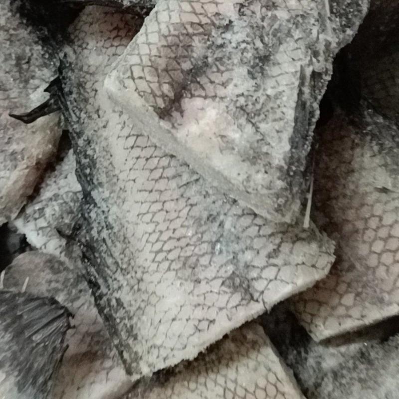 鳕鱼尾新鲜水产货，大量上，肉质鲜美，可产地视频看货