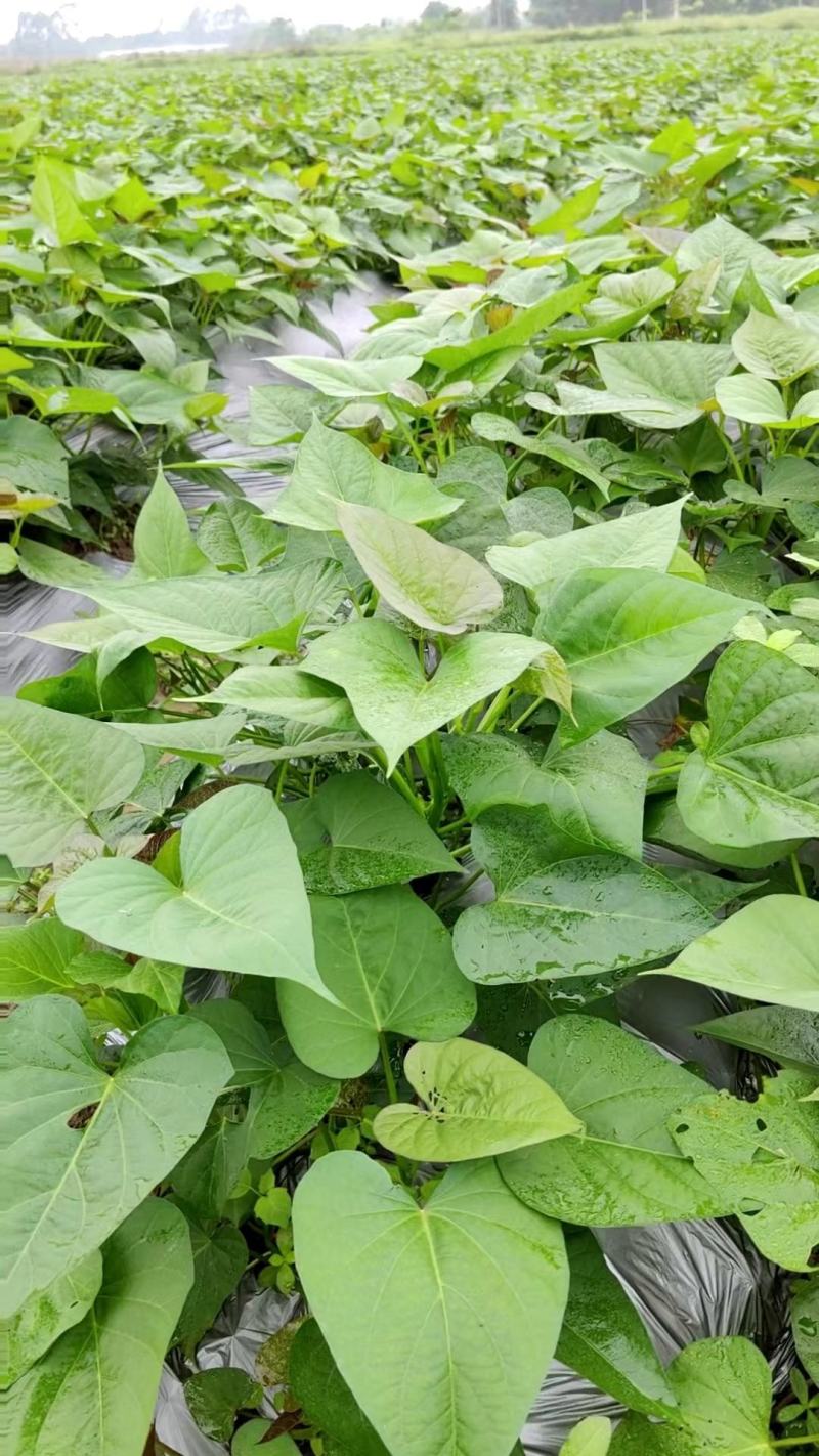 实验室培育高产西瓜红脱毒一代红薯苗，产地直发，价格美丽！