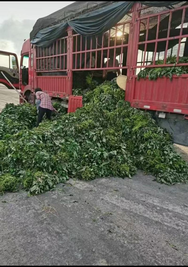 实验室培育高产西瓜红脱毒一代红薯苗，产地直发，价格美丽！