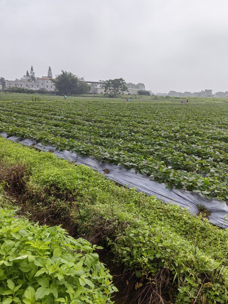 实验室培育高产西瓜红脱毒一代红薯苗，产地直发，价格美丽！