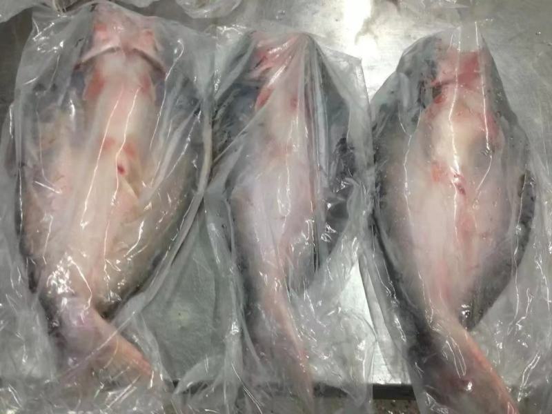 巴沙鱼