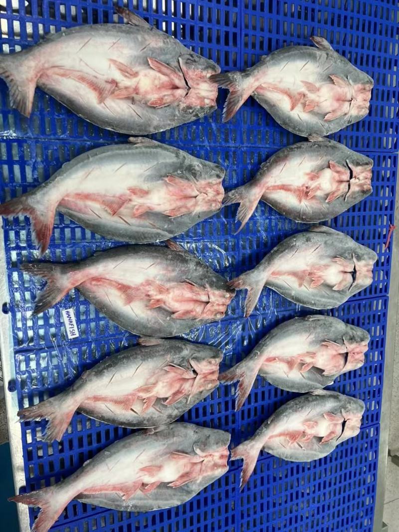巴沙鱼