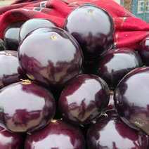 河南紫光园茄，产地直发，可视频，只做精品，保质保量