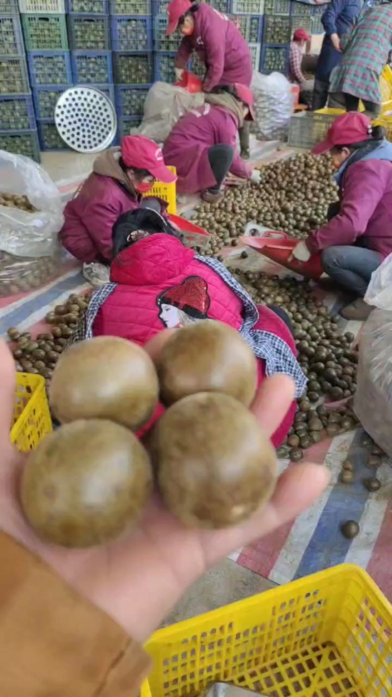 桂林罗汉果、罗汉果、电商、地摊，团购、商超、规格齐全