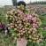 中国牡丹之都菏泽正宗精品芍药红茶花欢迎来电咨询