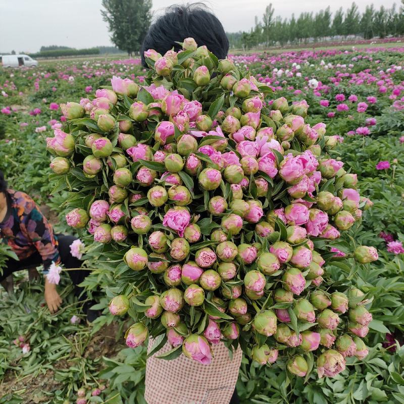 中国牡丹之都菏泽正宗精品芍药红茶花欢迎来电咨询