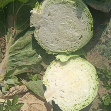 加工厂的甘蓝