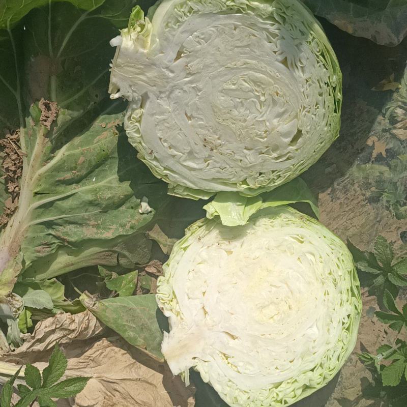 加工厂的甘蓝