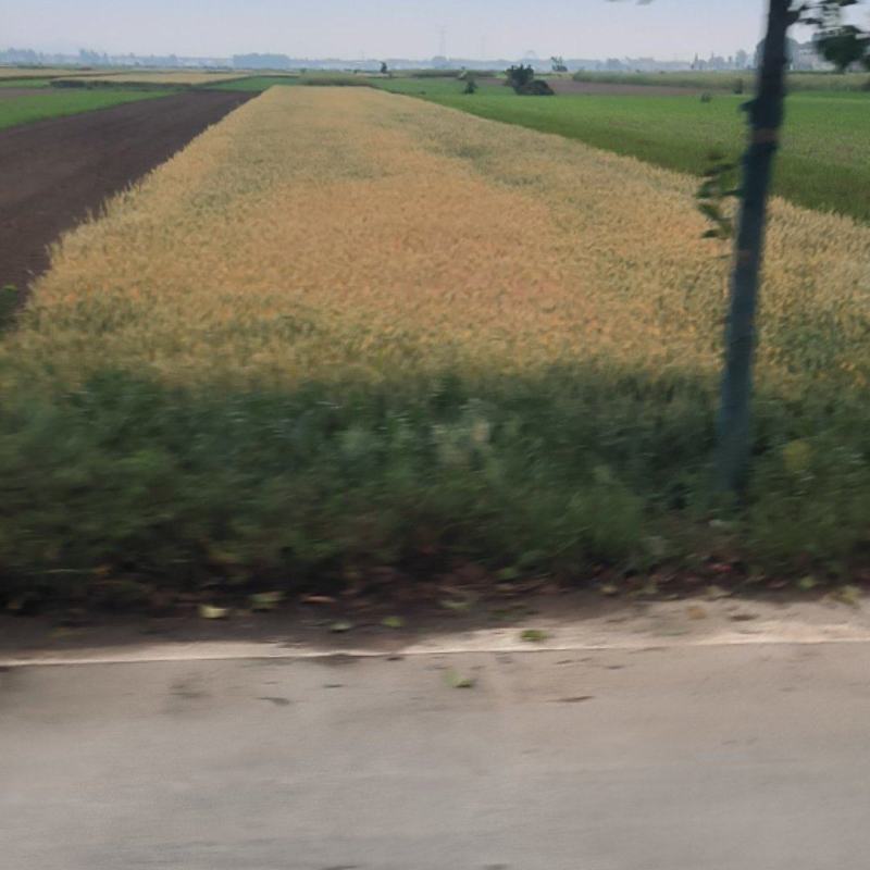 襄阳湿干小麦