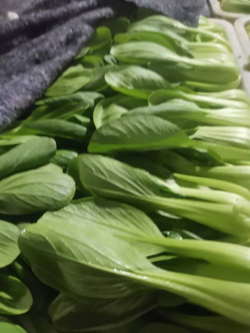 山东曹县精品上海青，供应各大市场，商超，电商，质量有保障