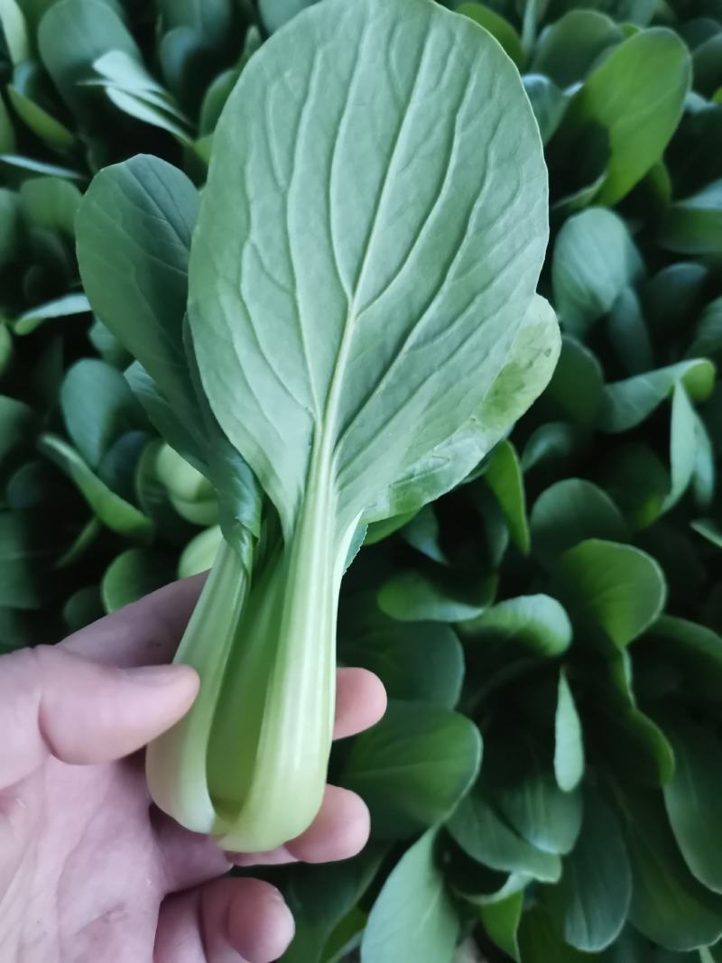 山东曹县精品上海青，供应各大市场，商超，电商，质量有保障