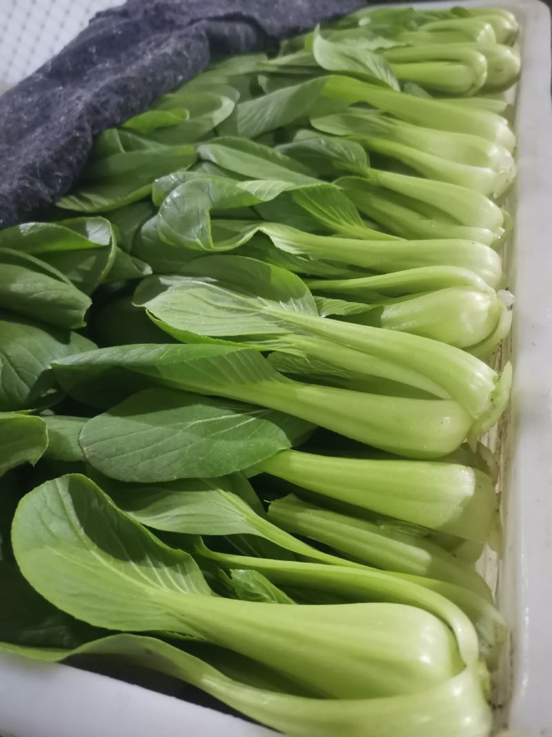 山东曹县精品上海青，供应各大市场，商超，电商，质量有保障