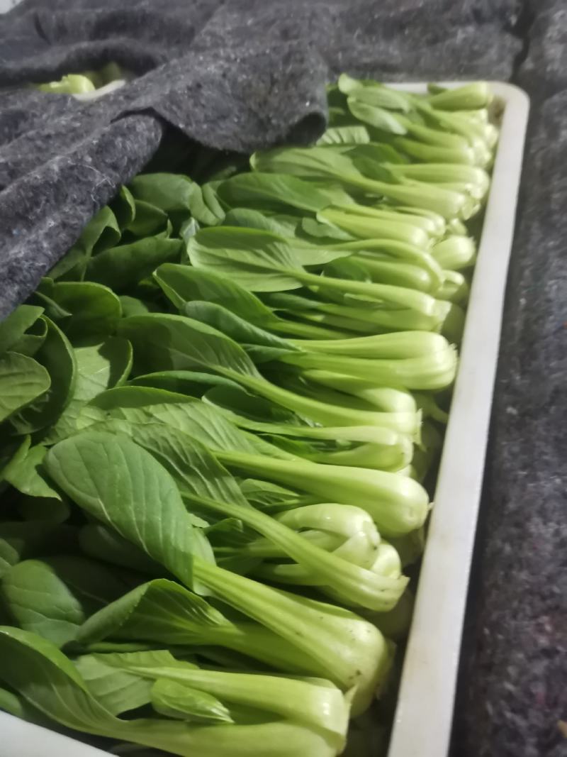 山东曹县精品上海青，供应各大市场，商超，电商，质量有保障