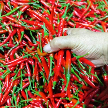 （热卖中）小米椒朝天椒，精品小红椒，基地种植量大价优