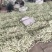 芸豆