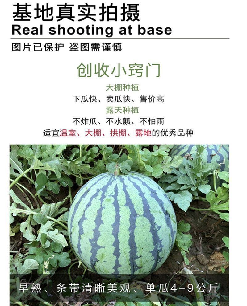 中茂华科金美都西瓜种子，700粒左右，圆型