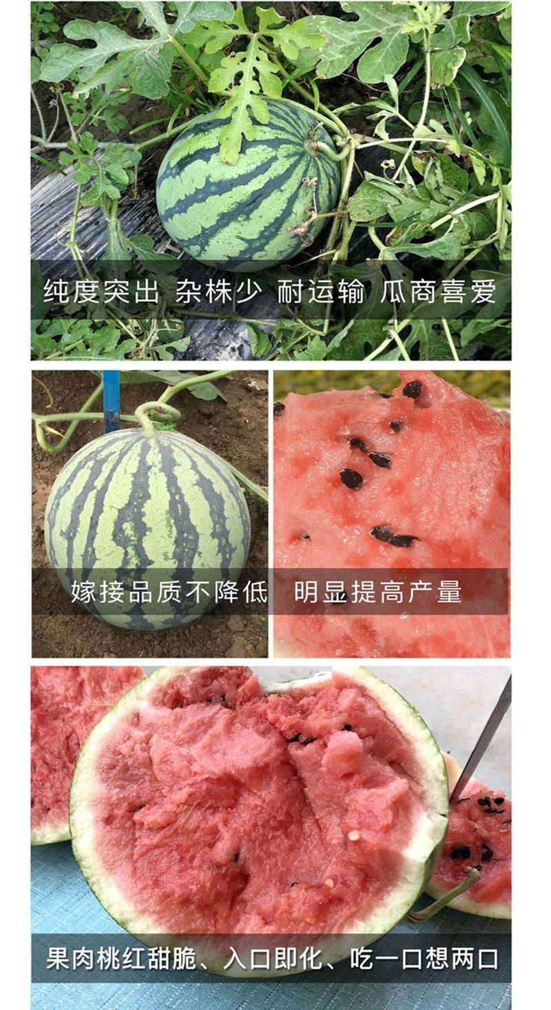 中茂华科金美都西瓜种子，700粒左右，圆型