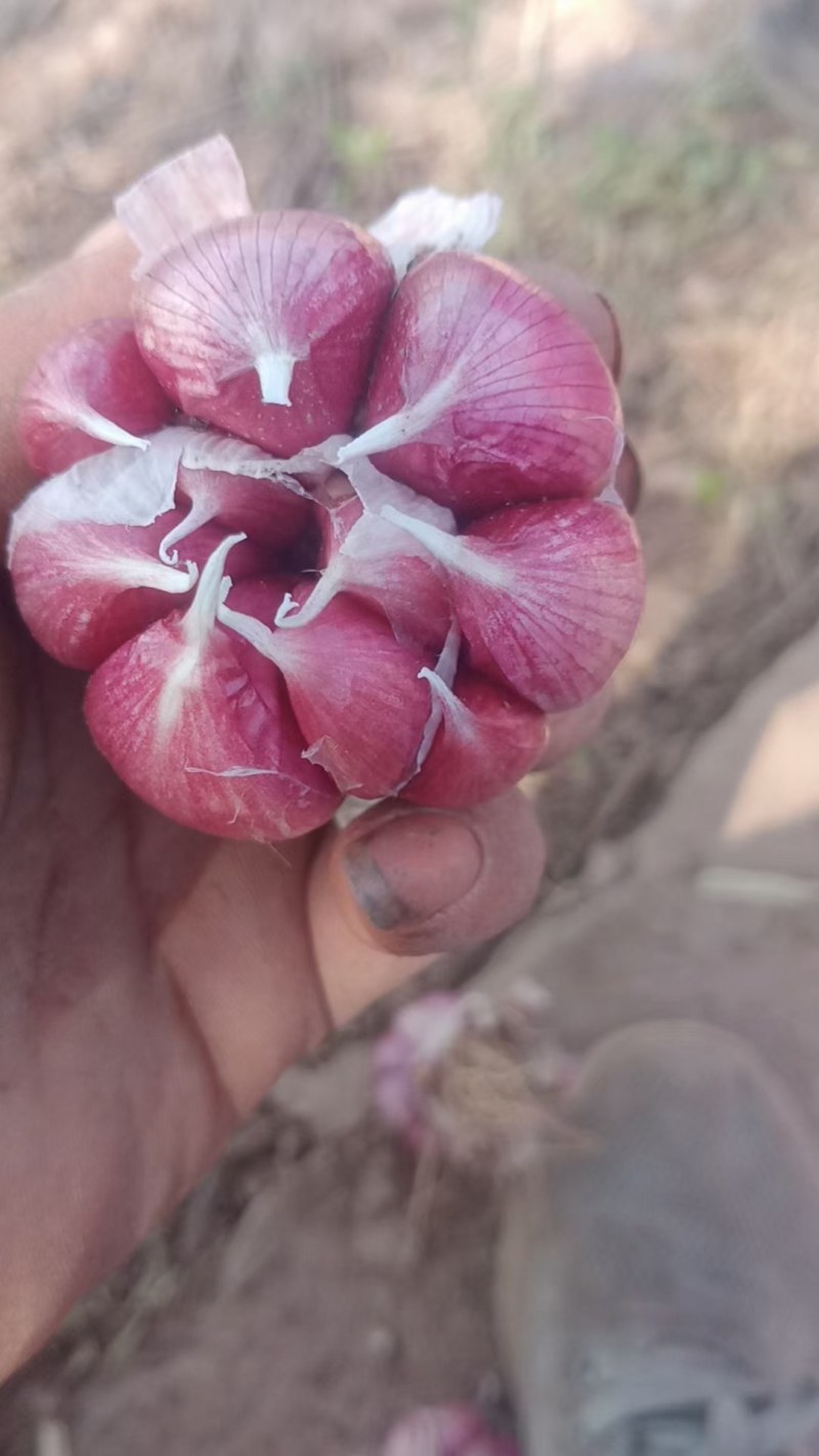 山东金乡大蒜太空大蒜，常年出售产地储存，代购，行情分析
