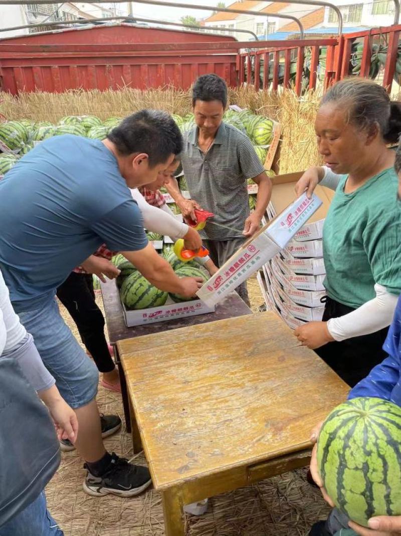 精品西瓜大量上市美都8424产地直发皮薄个大甜度高发全国