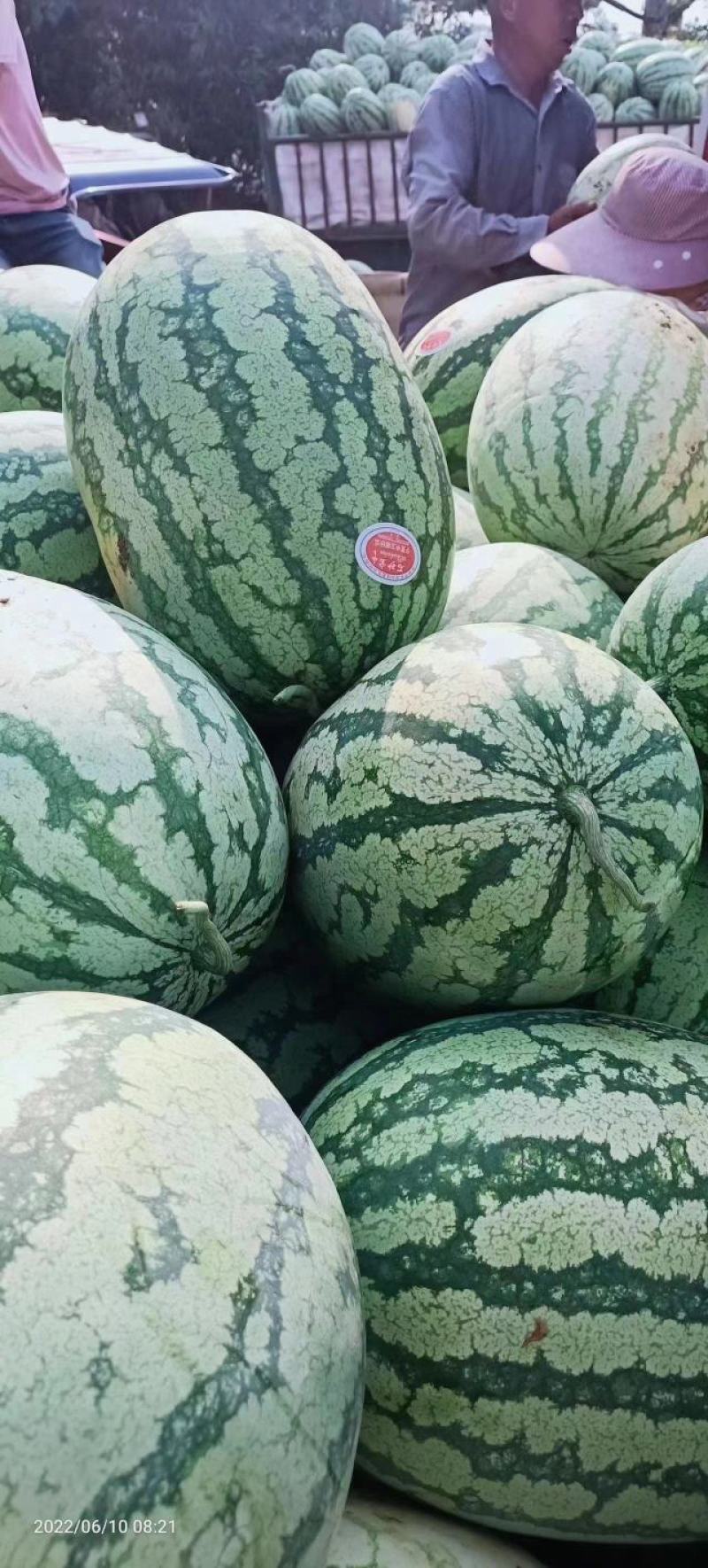 精品西瓜大量上市美都8424产地直发皮薄个大甜度高发全国